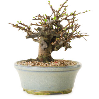 Chaenomeles speciosa, 17 cm, ± 20 jaar oud