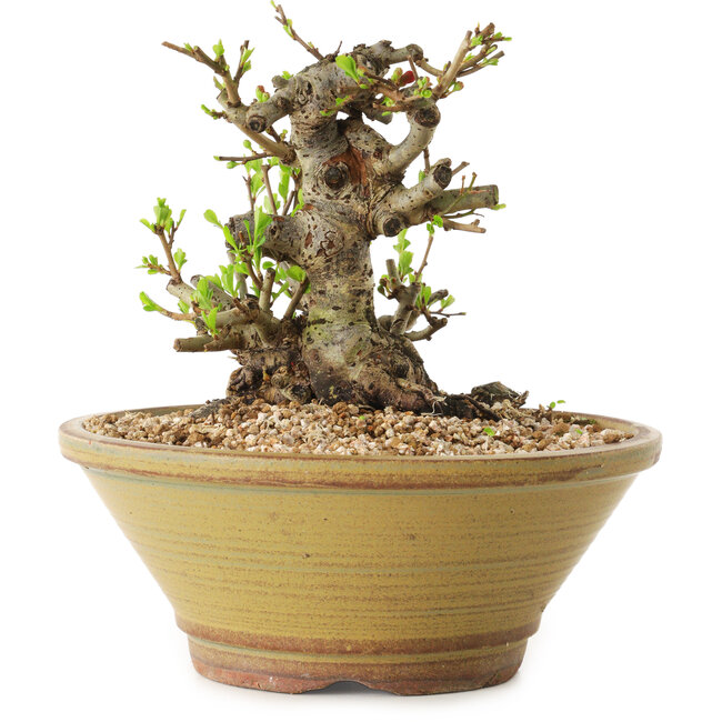 Chaenomeles speciosa, 14 cm, ± 20 years old