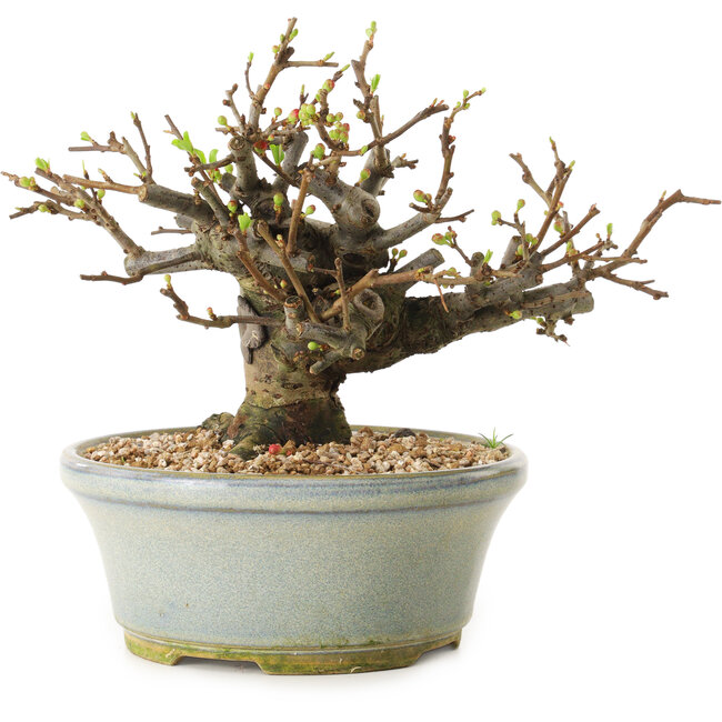 Chaenomeles speciosa, 17 cm, ± 20 Jahre alt