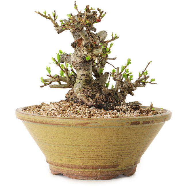 Chaenomeles speciosa, 14 cm, ± 20 ans