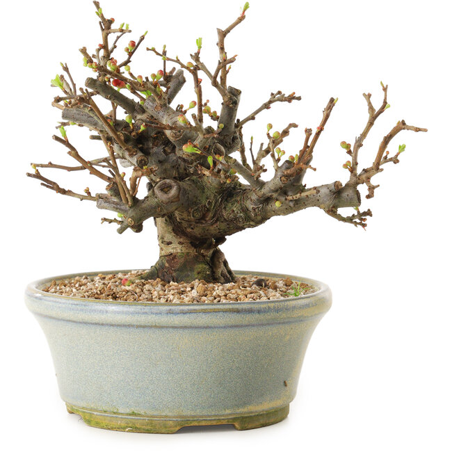 Chaenomeles speciosa, 17 cm, ± 20 anni