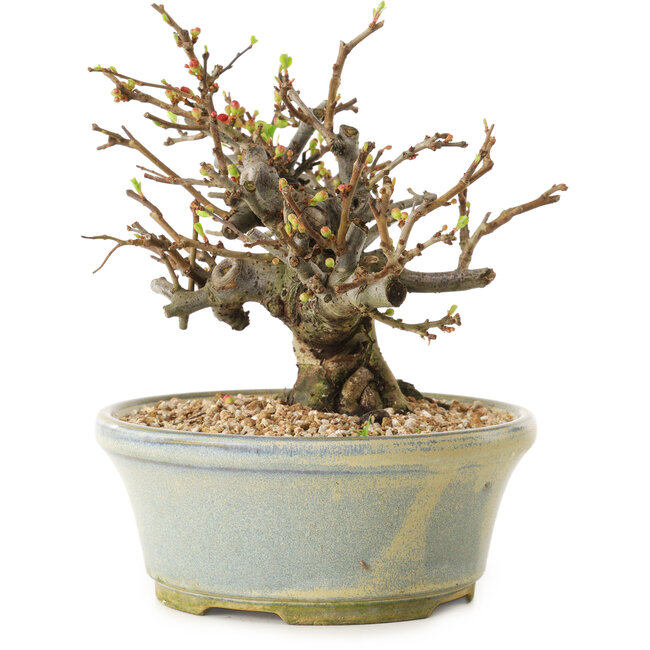 Chaenomeles speciosa, 17 cm, ± 20 ans