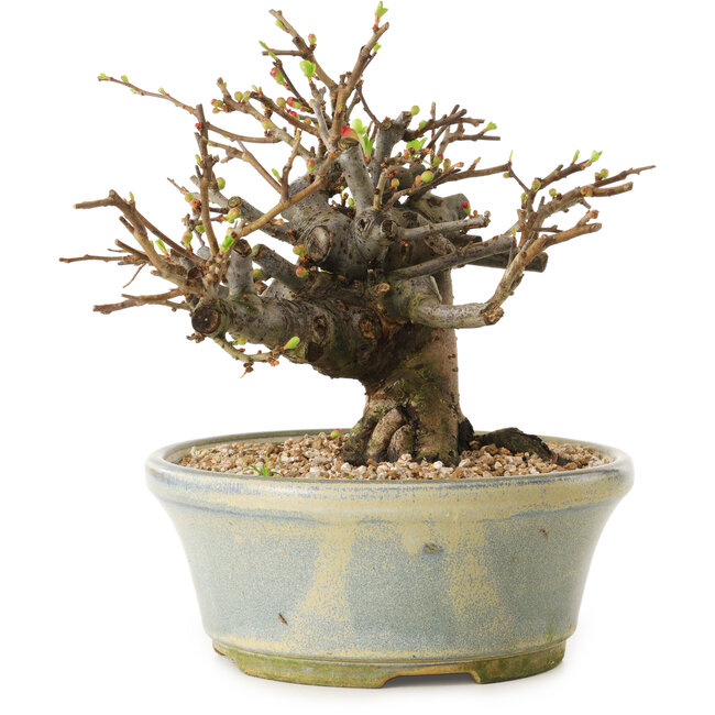 Chaenomeles speciosa, 17 cm, ± 20 anni