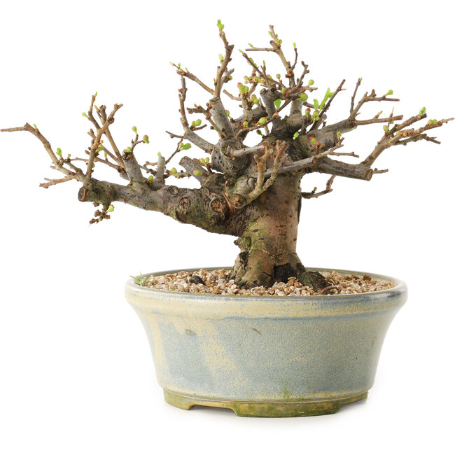 Chaenomeles speciosa, 17 cm, ± 20 jaar oud