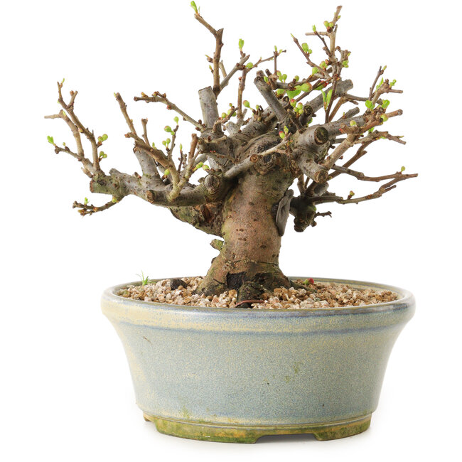 Chaenomeles speciosa, 17 cm, ± 20 ans