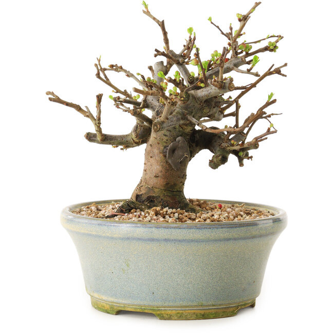 Chaenomeles speciosa, 17 cm, ± 20 anni