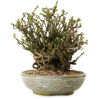 Chaenomeles speciosa, 23 cm, ± 35 jaar oud