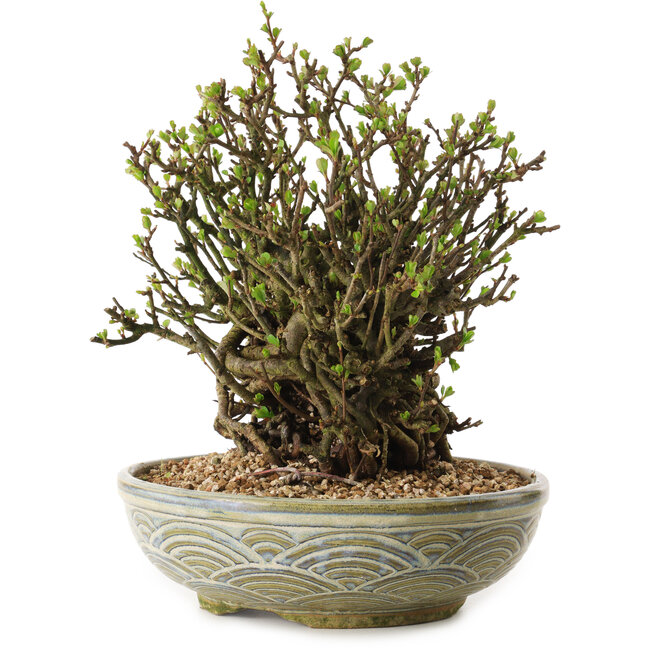 Chaenomeles speciosa, 23 cm, ± 35 ans