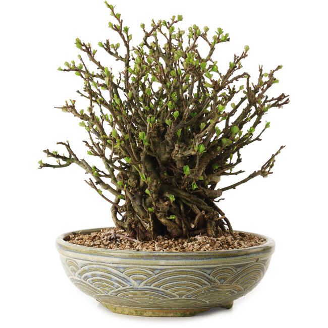 Chaenomeles speciosa, 23 cm, ± 35 jaar oud