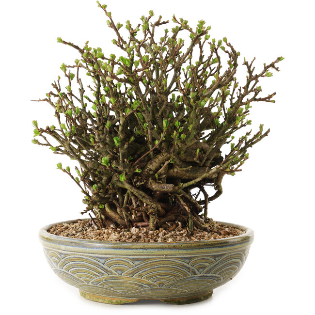 Chaenomeles speciosa, 23 cm, ± 35 años de edad