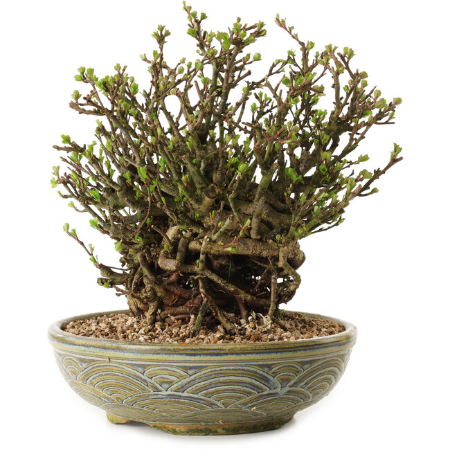 Chaenomeles speciosa, 23 cm, ± 35 jaar oud