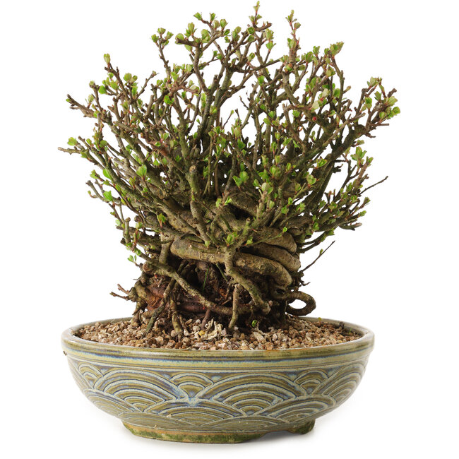 Chaenomeles speciosa, 23 cm, ± 35 años de edad