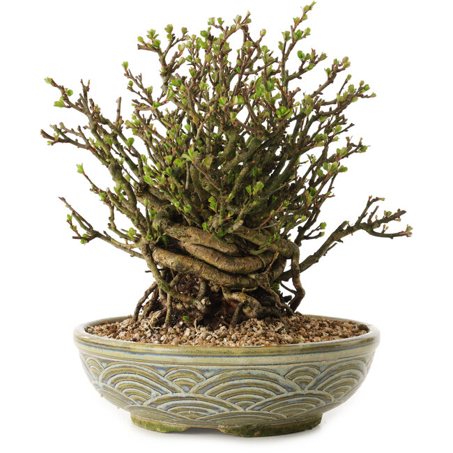 Chaenomeles speciosa, 23 cm, ± 35 años de edad