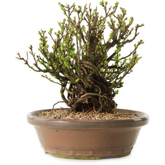 Chaenomeles speciosa, 21 cm, ± 25 years old