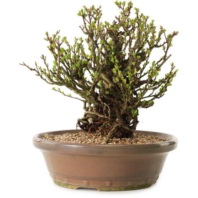 Chaenomeles speciosa, 21 cm, ± 25 anni