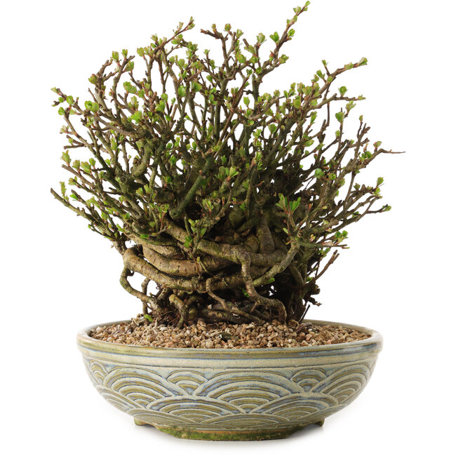 Chaenomeles speciosa, 23 cm, ± 35 anni