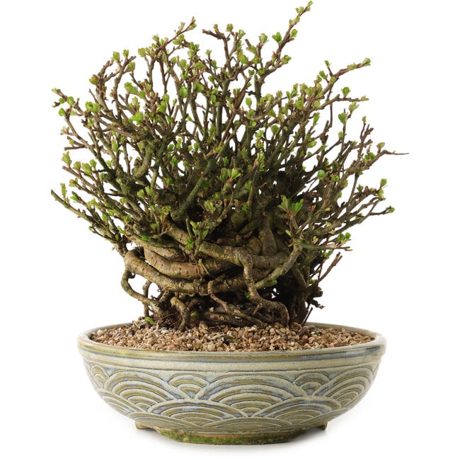 Chaenomeles speciosa, 23 cm, ± 35 años de edad