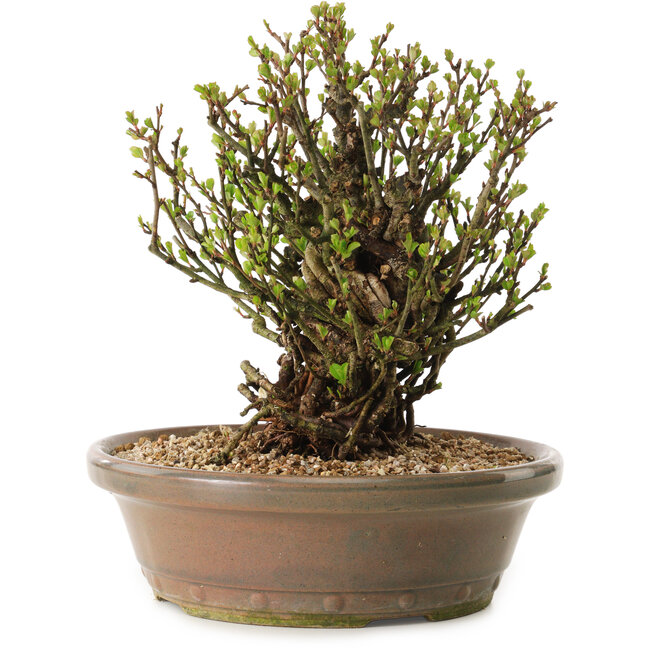 Chaenomeles speciosa, 21 cm, ± 25 anni