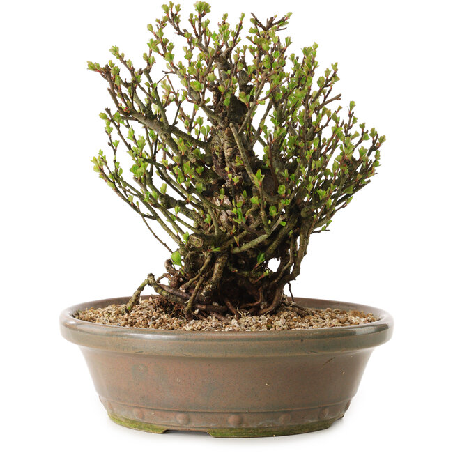 Chaenomeles speciosa, 21 cm, ± 25 ans