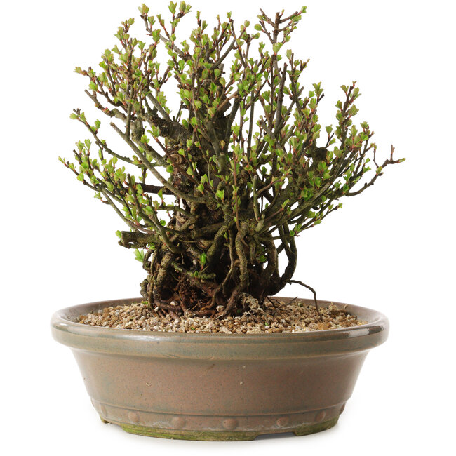 Chaenomeles speciosa, 21 cm, ± 25 years old