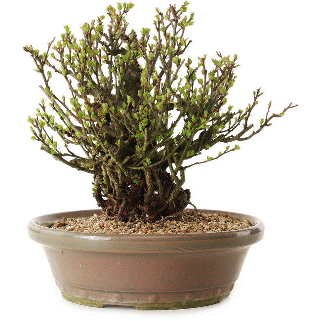 Chaenomeles speciosa, 21 cm, ± 25 jaar oud