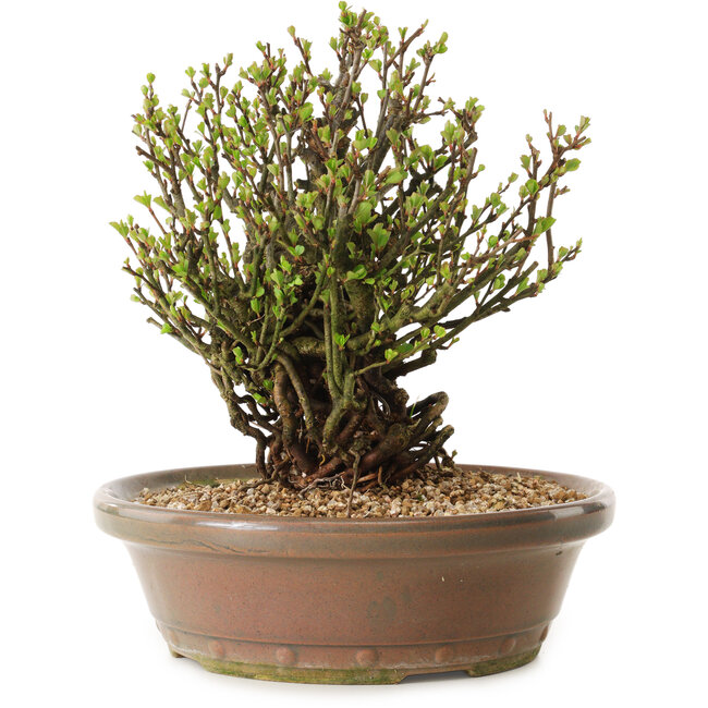 Chaenomeles speciosa, 21 cm, ± 25 Jahre alt