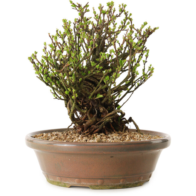 Chaenomeles speciosa, 21 cm, ± 25 Jahre alt