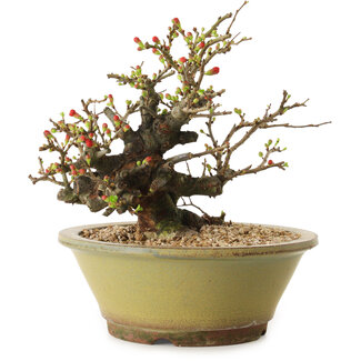 Chaenomeles speciosa, 19 cm, ± 20 years old