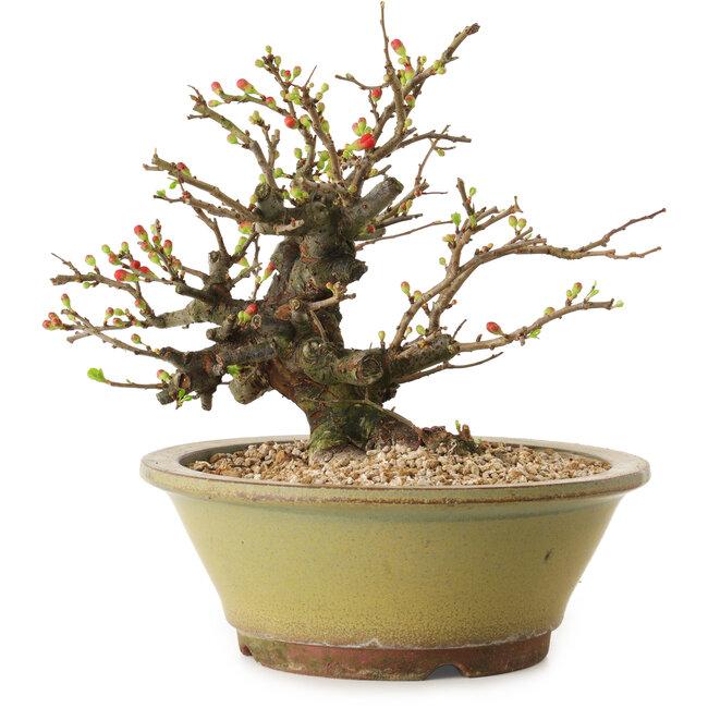 Chaenomeles speciosa, 19 cm, ± 20 jaar oud