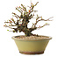 Chaenomeles speciosa, 19 cm, ± 20 ans