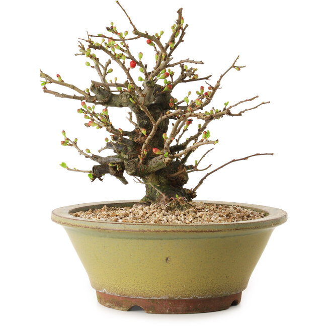 Chaenomeles speciosa, 19 cm, ± 20 anni