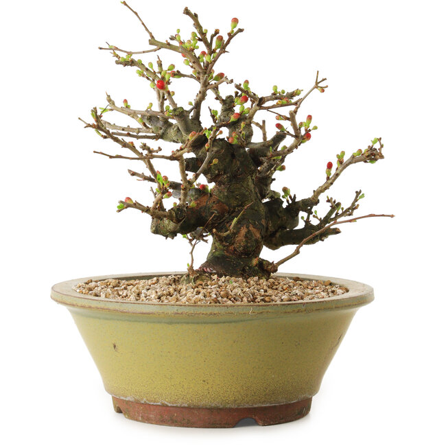 Chaenomeles speciosa, 19 cm, ± 20 años de edad