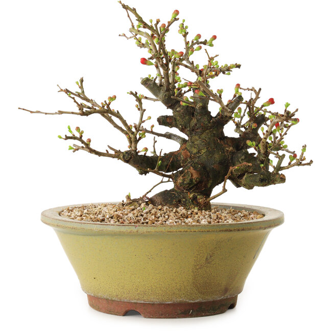 Chaenomeles speciosa, 19 cm, ± 20 years old