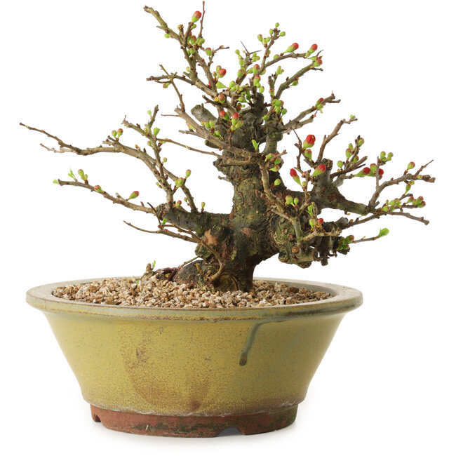 Chaenomeles speciosa, 19 cm, ± 20 Jahre alt