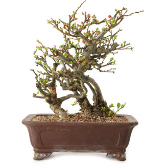 Chaenomeles speciosa, 27 cm, ± 20 jaar oud