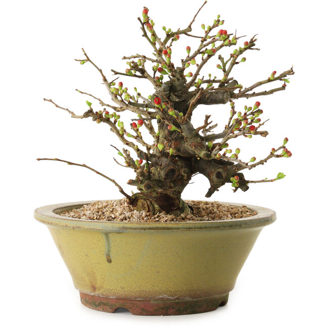 Chaenomeles speciosa, 19 cm, ± 20 jaar oud
