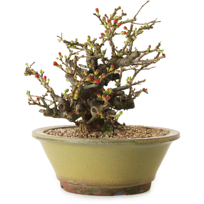 Chaenomeles speciosa, 19 cm, ± 20 jaar oud