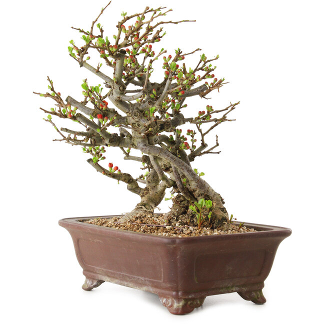 Chaenomeles speciosa, 27 cm, ± 20 jaar oud