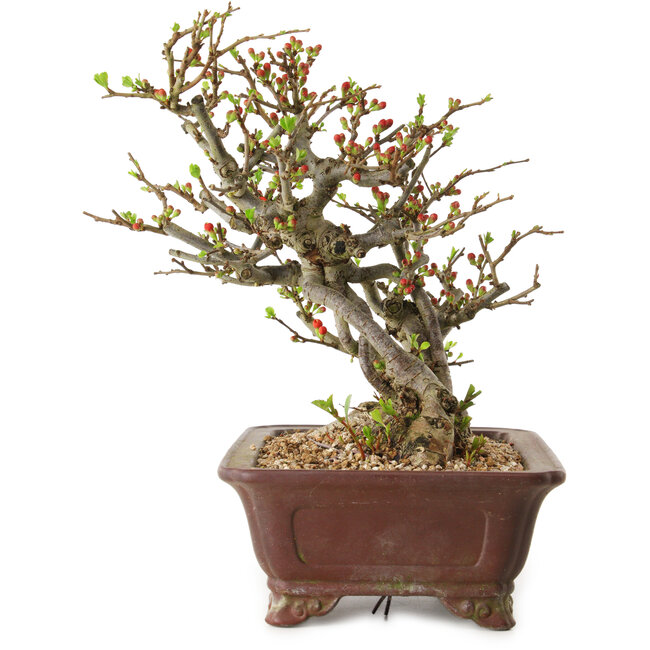 Chaenomeles speciosa, 27 cm, ± 20 años de edad