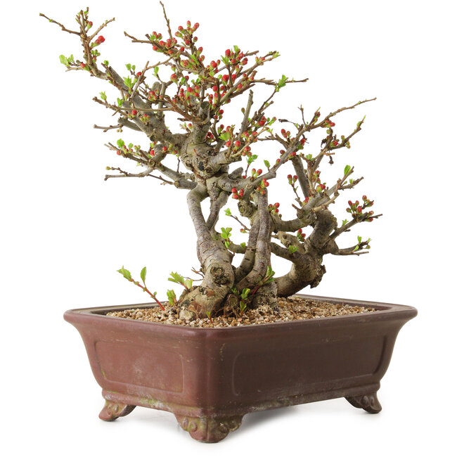 Chaenomeles speciosa, 27 cm, ± 20 Jahre alt
