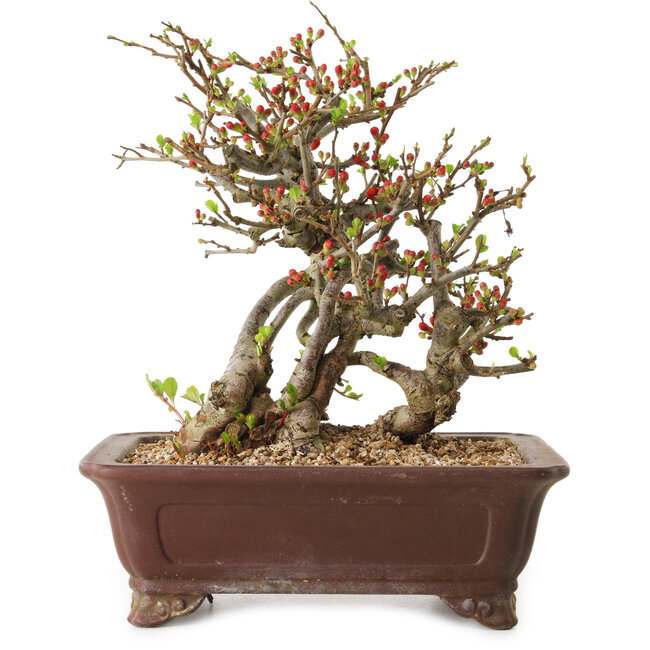 Chaenomeles speciosa, 27 cm, ± 20 años de edad