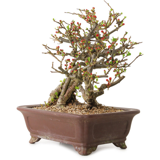 Chaenomeles speciosa, 27 cm, ± 20 years old
