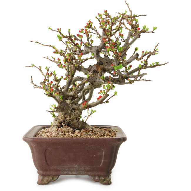 Chaenomeles speciosa, 27 cm, ± 20 years old
