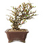 Chaenomeles speciosa, 27 cm, ± 20 years old