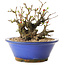 Chaenomeles speciosa, 17 cm, ± 20 ans