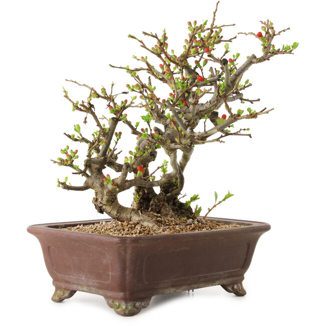 Chaenomeles speciosa, 27 cm, ± 20 años de edad