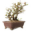 Chaenomeles speciosa, 27 cm, ± 20 ans
