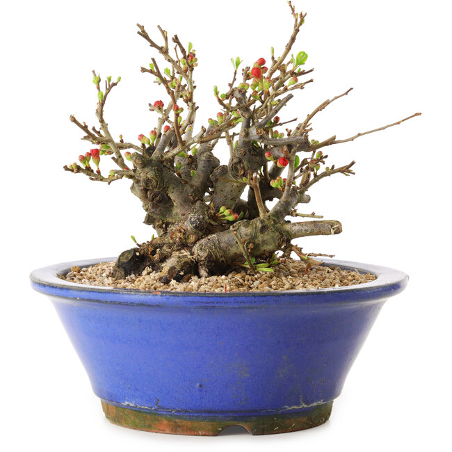 Chaenomeles speciosa, 17 cm, ± 20 years old