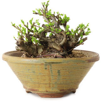 Chaenomeles speciosa, 12 cm, ± 20 Jahre alt