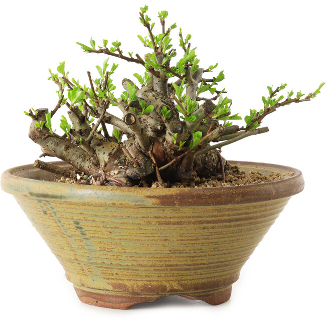 Chaenomeles speciosa, 12 cm, ± 20 Jahre alt